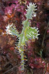 Ornate Ghost pipefish. House reef at Tufi, PNG. D100 and ... by Erin Quigley 